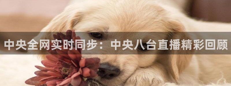 球神直播足球：中央全网实时同步：中央八台直播精彩回顾